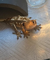 �����������������һֻ�޽��ع�����������