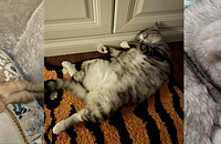 һ��һ��ͼ���������ǵ�è˯������ʲô����