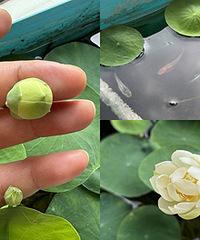 碗莲开花后,缸里的红鱼儿也产卵了
