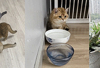 ��è����񫣬һ��С������6���̣��Է���Ҫ�Ŷ�