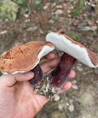 �������ȥ��ɽ��԰�����޼�Ұ����������