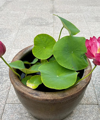 2024 �����ֵĵ�һ��ɻ������˿���