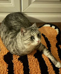 �ǲ���è��ϲ��˯·�м䣿�ܾ������������Ҵ��ڸ�