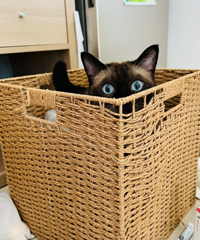 �������ˣ��߼�è��Ļ�����