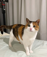 ���ǻ���è�ϴ�˯����è�������ξ�ֱ���ϴ�