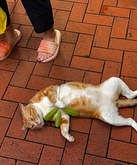 ��۽�ͷ��è��ش�С̯����������ɳڸ�������Ľ