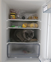 �����ˣ�è�ȵ�˯���˱��䣬���ǵ�è��˯����ѽ��