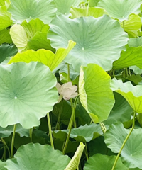 �����ͺɵ�ͼ�����ǹ��ֱ��ദ���