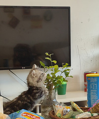 [����]��ҳ���꣬1200�򵽲�è�������ˣ����������˸���