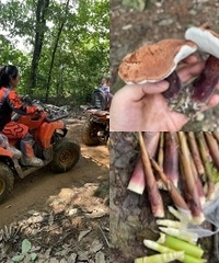 去这里“打野”,遛娃捡野生菌两不误