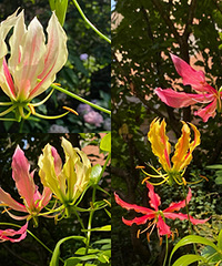 �ֵļ����ٺϿ����ˣ����ò���