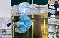 ����Ӻ�ͳ������ˣ�15/������Ů��˭����ס��