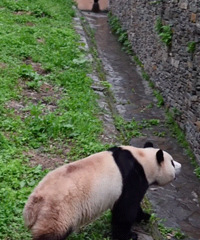 ����è����������ʽ���࣬���Ź�����������������