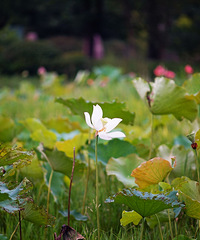 ����ȥ����Ϫ��԰���ɻ������޲ݣ���Ȼ�徲�ˡ�