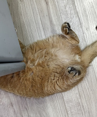 [����]��è����񫣬һ��С������6���̣��²�һ����Ҫ�úö�Ǯ