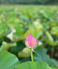 ȥ��N�λ���ȥ��ͭ�����ͺɻ�������򡢳���ʳ