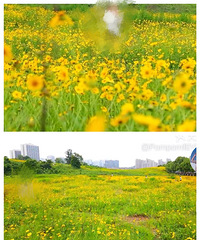 [����]�𼦾ջ�������֮�У������Ҳȸ��ӣ���һЩ����