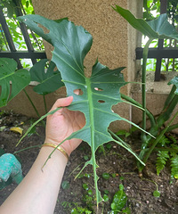 ˭��ô�¸ң��ѹ걳��г��˹�˸�