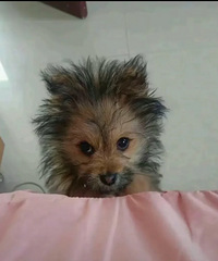 ����1500���С��ë��������лѷ������թƭ��