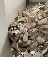 [�ȷ�]װ�޽����У�7ֻ�������ڹ��ء���ש���ɵ��Ȼ���