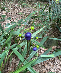 [ͽ��]��5������ս��ɽ12������һ�壬СС����������