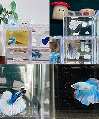 û������������Ů��β��̫Ư����