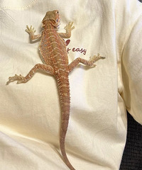 [����]������Ƥ��ô�����𣿸������嶼����Ƥ������ͷƤ����