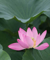 �����������ȳ��ȥ���˺ɻ�����԰����Ϫ��԰���������������ͨ