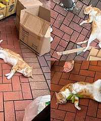 香港街头的猫,溢出屏的松弛感让人羡慕