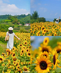 ����Ƭ���տ�������������ߵ��ͻ���