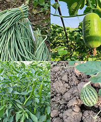 ����գ���һ�ֲ˶�óԶ��Բ���