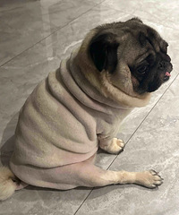 ����28���ë�󱻳�����������̥������˵n��