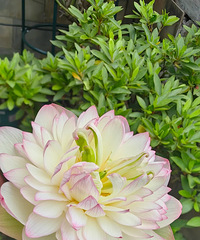 һ�꿪һ�ε����ƽ�����������ʮ��