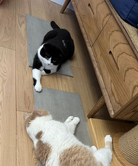 ����èèϲ����������ʽ�������Ǵ�ש