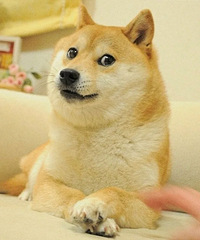 ��Doge��ԭ�͹���Kabosu ������ҲҪ��������