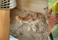 ����ɶ���԰�ˣ��������������Ƥ������ͷƤ����