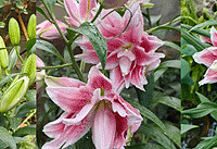 �ֵİٺ�ȫ���ˣ������ھ���Ľ������ȫС������