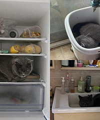 è�ȵ�˯���˱��䣬���ǵ�è˯�Ķ�