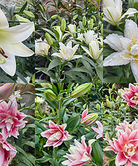 ¥���ֵİٺϻ�������ȫС������