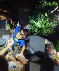 到照母山观虫,发现夜晚森林的奇妙