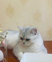 ����3����ʹèè���Ӳ���ܻ��ụ����ë