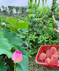 ��ĩ��ȥ���������ժ���ӡ��ͺɻ�