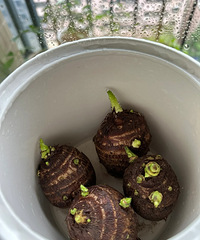 ��˵��������ˮ����ͷ����������