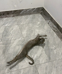 ���Ѹ�è���յ�ÿ�µ��500�࣬���������