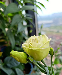 ��۹���2�긴����������������۹�̫������