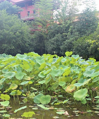 94��160CM��2�׷����������飬�ϴ������ڱ�Сѧ��ʦ