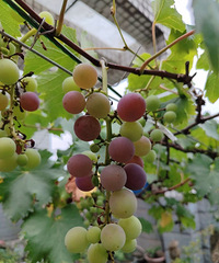 �Ը����㣬��ɫʳƷ