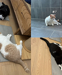 ����èèϲ����������ʽ�������Ǵ�ש