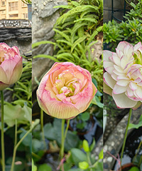 һ�꿪һ�ε����ƽ�����������ʮ��