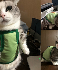 �����ﲻ�ԣ���è��ı��Ĵ�����Ƕ�